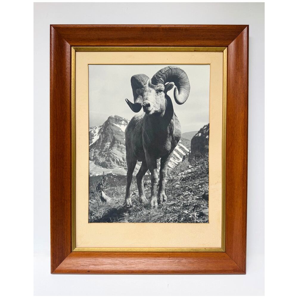 Vintage Bighorn Ram Wildlife Photograph Framed Black & White Mountain Photo